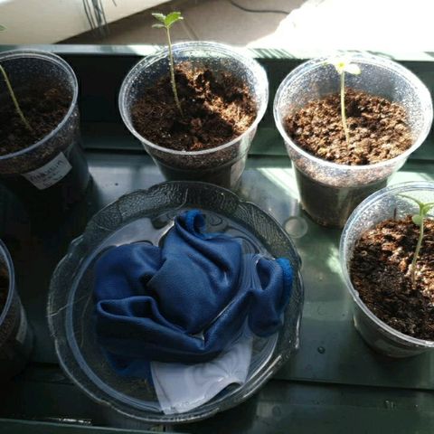 La nitt (amnesia XXL) growlog photo: 10h58, bonjour le filles 😘😘
