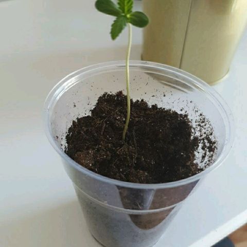 La nitt (amnesia XXL) growlog photo: La jumelle de la nitt n est pas mal non plus 🤩🤩