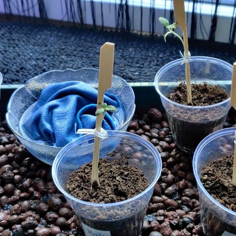 La nitt (amnesia XXL) growlog photo: Les tuteurs, les attaches 😁😁