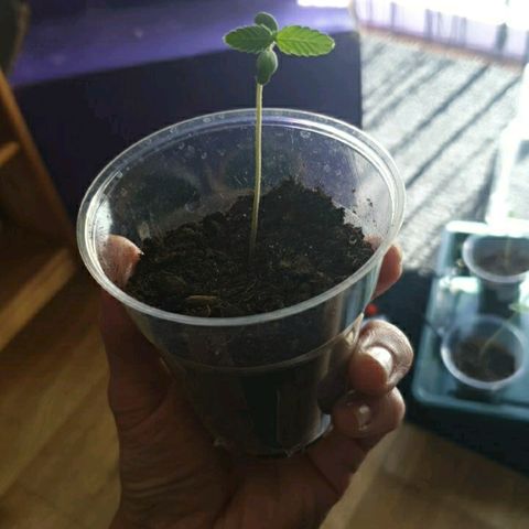 La nitt (amnesia XXL) growlog photo: Avant de les passer en pots définitifs... 😬🙏🏾🌱🥳🤗