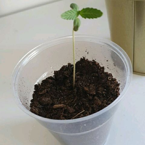 La nitt (amnesia XXL) growlog photo: Avant de les passer en pots définitifs... 😬🙏🏾🌱🥳🤗