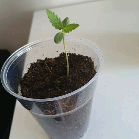 La nitt (amnesia XXL) growlog photo: Avant de les passer en pots définitifs... 😬🙏🏾🌱🥳🤗