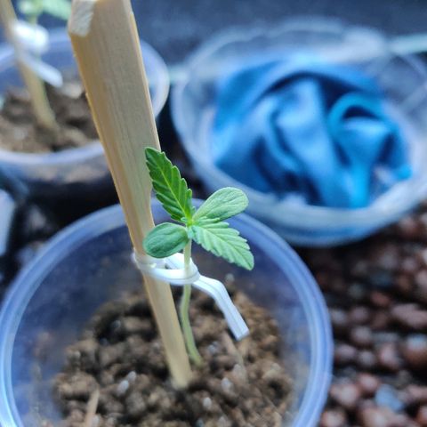 La nitt (amnesia XXL) growlog photo: On commence a voir des racines alors dites au revoir le gobelet 😂