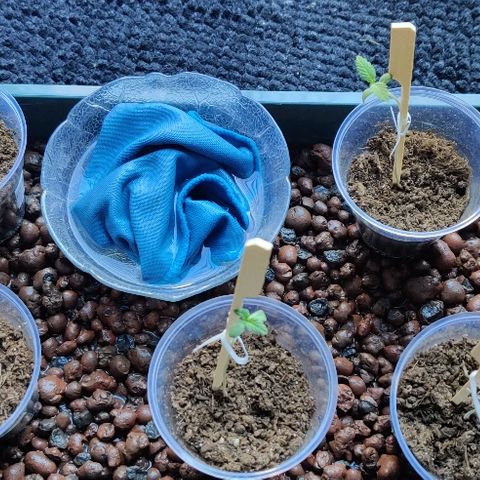La nitt (amnesia XXL) growlog photo: On commence a voir des racines alors dites au revoir le gobelet 😂