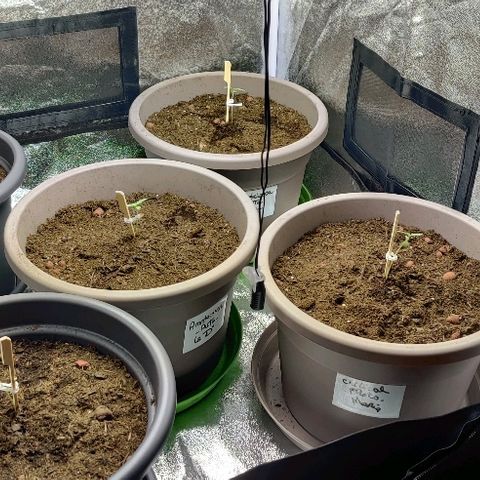 La nitt (amnesia XXL) growlog photo: 🙏🏾🙏🏾🙏🏾🌱🥳🥳🤗