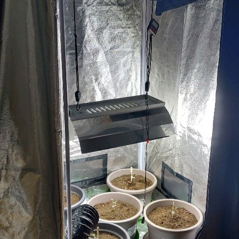 La nitt (amnesia XXL) growlog photo: 🙏🏾🙏🏾🙏🏾🌱🥳🥳🤗
