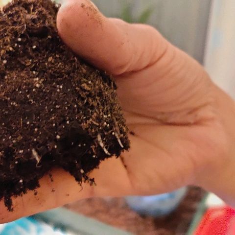 La nitt (amnesia XXL) growlog photo: 🙏🏾🙏🏾🙏🏾🌱🥳🥳🤗