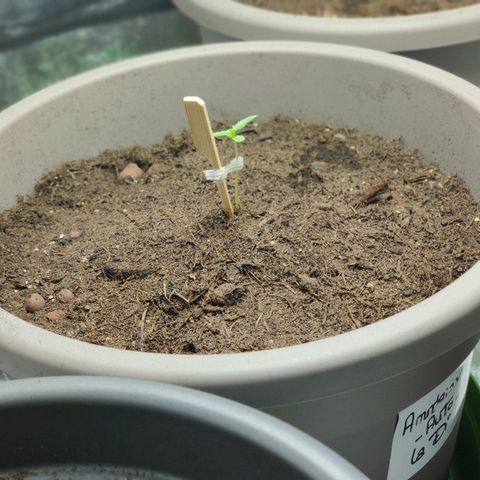 La nitt (amnesia XXL) growlog photo: 🙏🏾🙏🏾🙏🏾🌱🥳🥳🤗