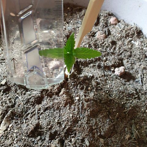 La nitt (amnesia XXL) growlog photo: La plus belle 😁