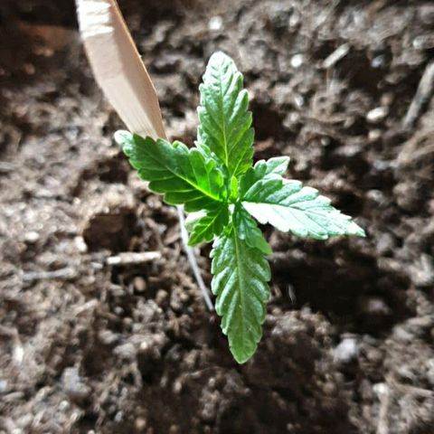 La nitt (amnesia XXL) growlog photo: Ells avancent mais pas assez a mon goût 🙏🏾🙏🏾