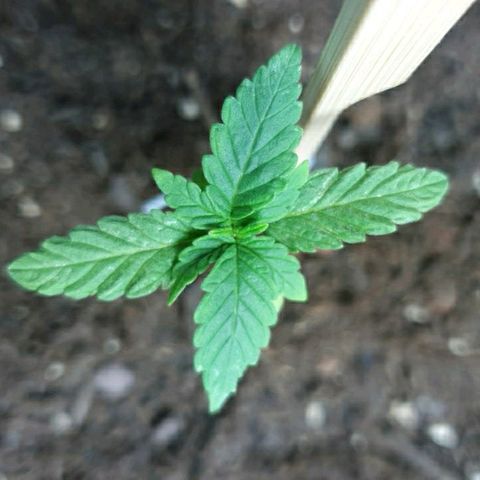 La nitt (amnesia XXL) growlog timeline photo