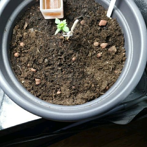 La nitt (amnesia XXL) growlog photo: Du vinaigre de cidre pour attirer les moucherons et se noyer dedans