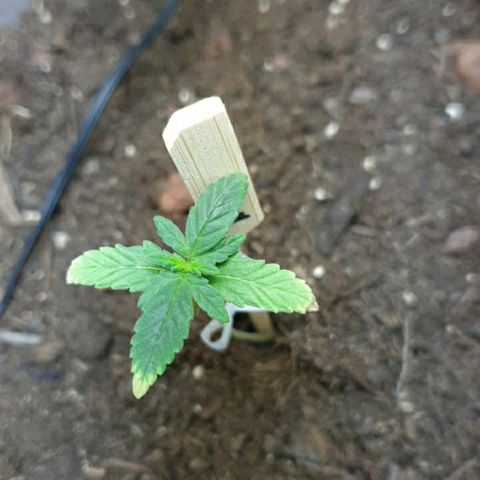 La nitt (amnesia XXL) growlog photo: La di montre des début de blocage de nutriments cause du oh trop a mon avis