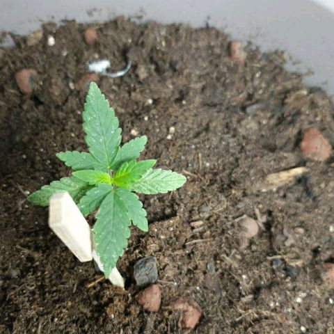 La nitt (amnesia XXL) growlog photo: La nitt est pas mal mais pas assez développé comme les autres d ailleurs. Satané lino