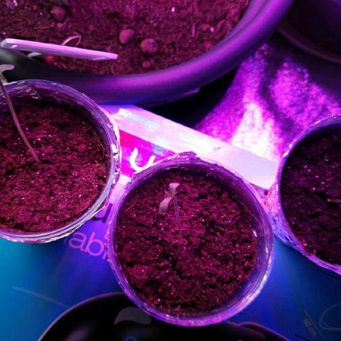 La nitt (amnesia XXL) growlog photo: Les nouveaux bb avancent lieux que la première germinations
