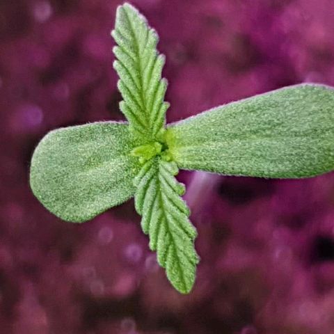 La nitt (amnesia XXL) growlog photo: Les nouveaux bb avancent lieux que la première germinations