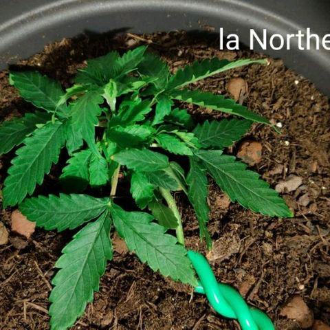 La nitt (amnesia XXL) growlog photo: Le palissage a commencé 