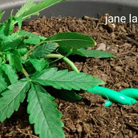 La nitt (amnesia XXL) growlog photo: Le palissage a commencé 