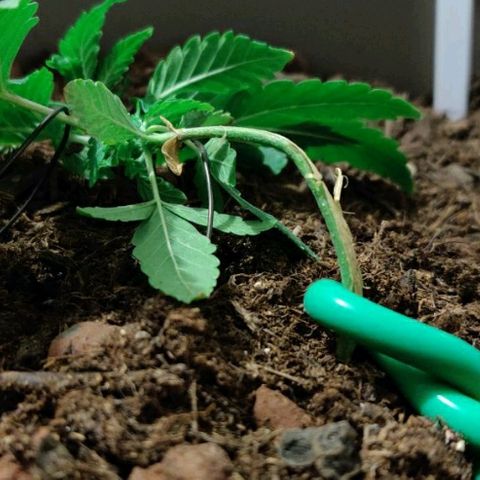 La nitt (amnesia XXL) growlog photo: Le palissage a commencé !