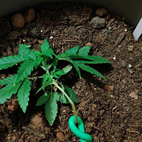 La nitt (amnesia XXL) growlog photo: Le palissage a commencé !
