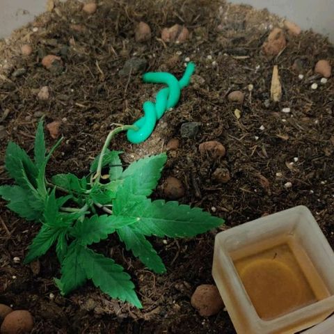 La nitt (amnesia XXL) growlog photo: Le palissage a commencé !