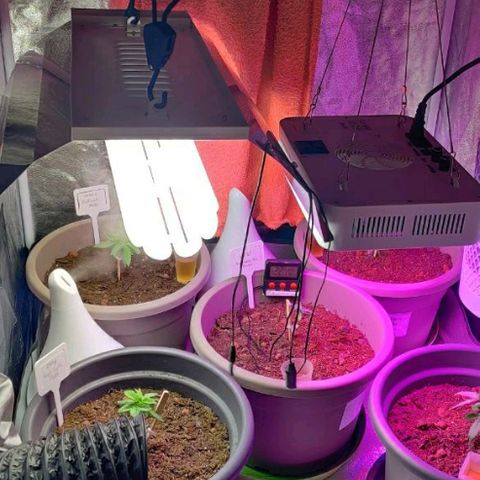 La nitt (amnesia XXL) growlog photo: Belles couleurs avec les led