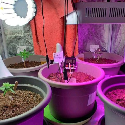 La nitt (amnesia XXL) growlog photo: Belles couleurs avec les led