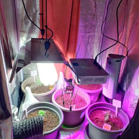 La nitt (amnesia XXL) growlog photo: Belles couleurs avec les led