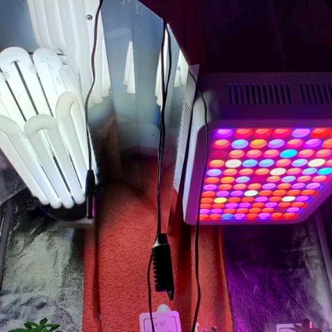 La nitt (amnesia XXL) growlog photo: Belles couleurs avec les led