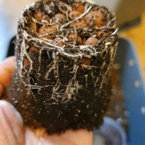 La nitt (amnesia XXL) growlog photo: Du Boulot aujourd'hui