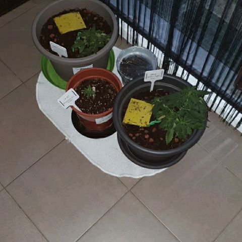 La nitt (amnesia XXL) growlog photo: Du Boulot aujourd'hui