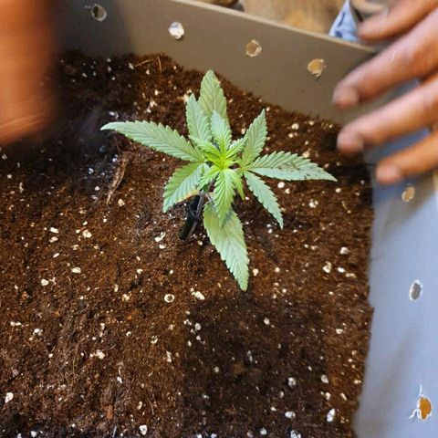 La nitt (amnesia XXL) growlog photo: Du Boulot aujourd'hui