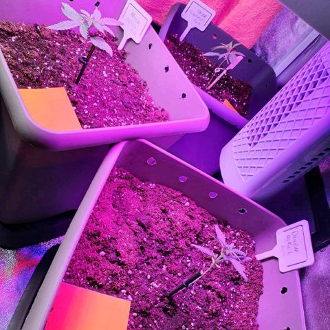 La nitt (amnesia XXL) growlog photo: Du Boulot aujourd'hui