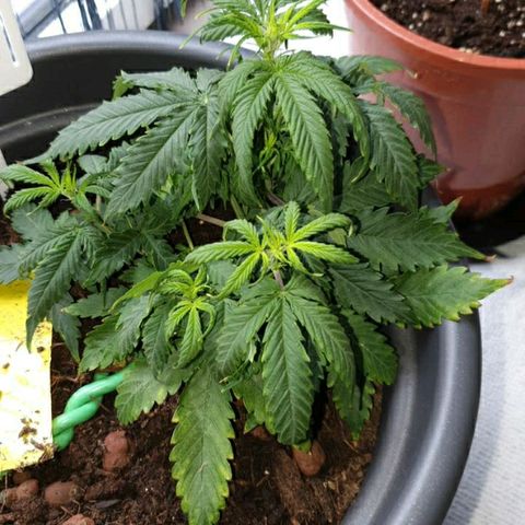 La nitt (amnesia XXL) growlog photo: La Northern de Di est stretch! Même ds la cuisine 😁