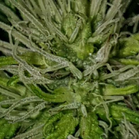 La nitt (amnesia XXL) growlog photo: Début de tête sur la nitt !