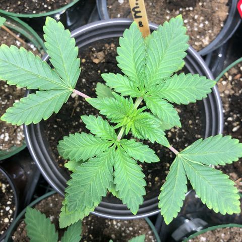 First Round #08 growlog timeline photo