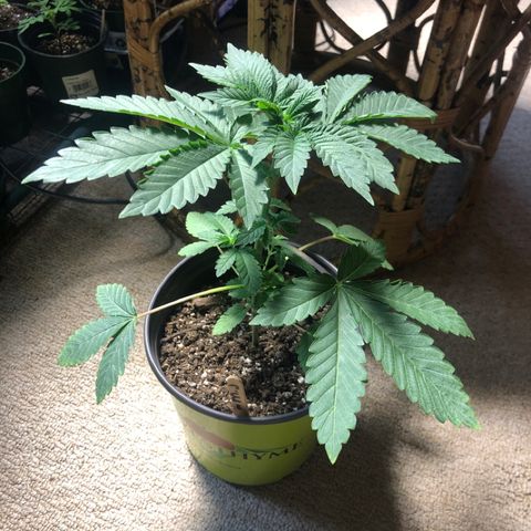 First Round #08 growlog timeline photo