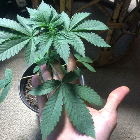First Round #08 growlog timeline photo