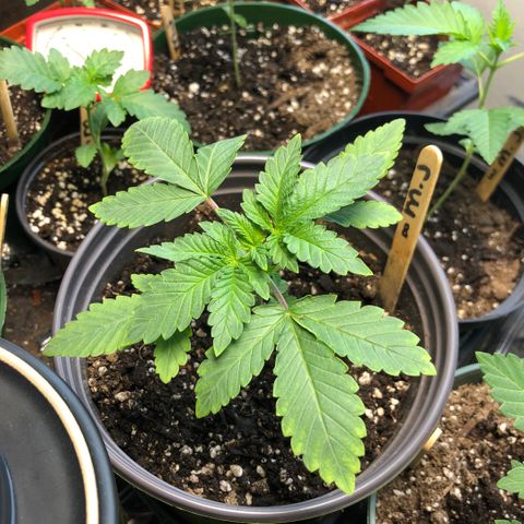 First Round #08 growlog timeline photo