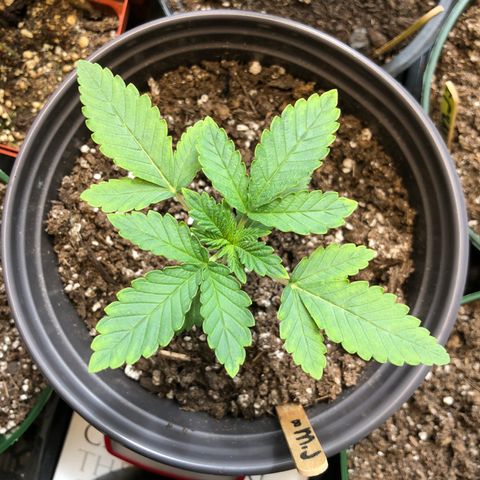 First Round #08 growlog timeline photo