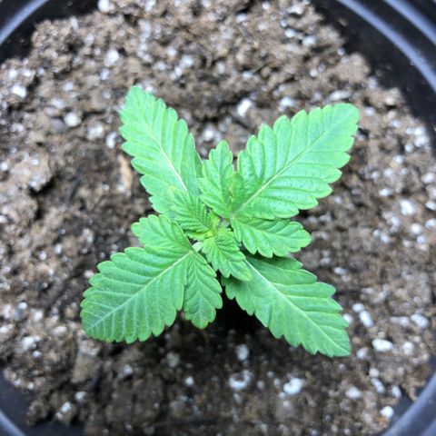First Round #08 growlog timeline photo
