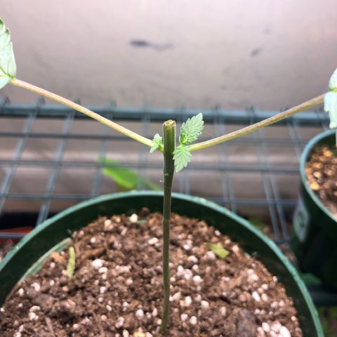 First Round #01 growlog timeline photo