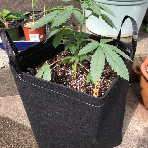 First Round #08 growlog timeline photo