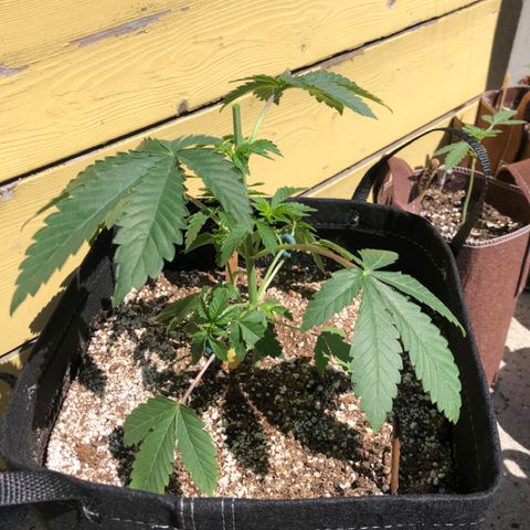First Round #08 growlog timeline photo