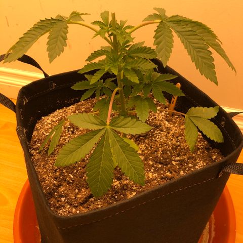First Round #08 growlog photo: Moved into music room closet w 320w light