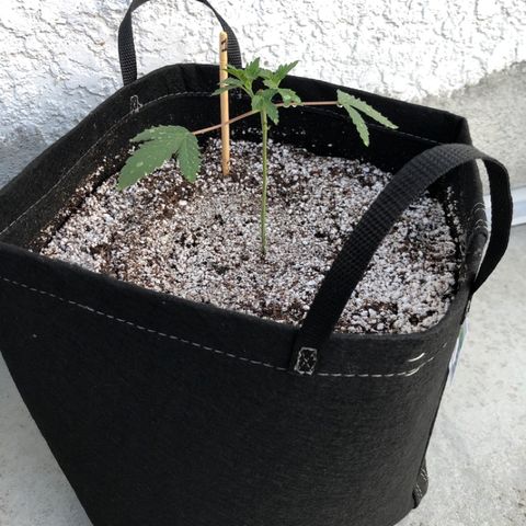 First Round #01 growlog timeline photo