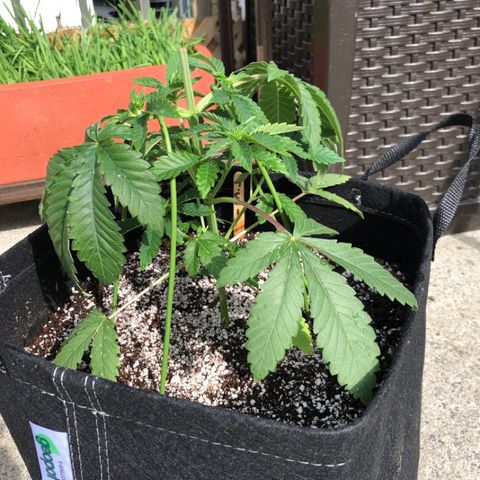 First Round #08 growlog timeline photo