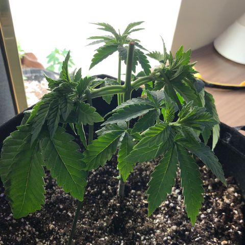 First Round #08 growlog timeline photo