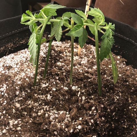 First Round #01 growlog timeline photo