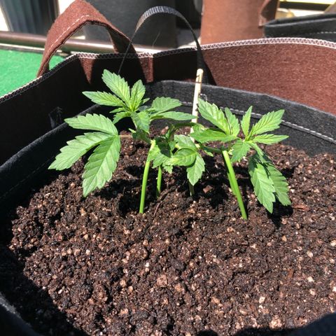 First Round #01 growlog timeline photo